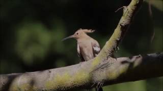 冠羽を広げるヤツガシラ(Eurasian Hoopoe)