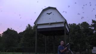 20150804 Gainesville Bat Condo