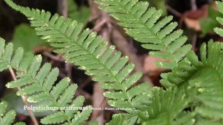 Polystichum setiferum