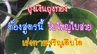 ถุงเงินถุงทอง‼️ ต้องสูตรนี้ใบใหญ่ใบสวย เร่งการเจริญเติบโต#ป้าม๊อกchannel #ถุงเงินถุงทอง #ใบสวย