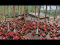 Amazing Rooster Farm - How to Raise Free Range Roosters for Meat.