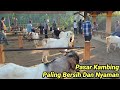 Beli Kambing Aqiqah Dan Suasana Pasar Kambing Menjelang Hari Raya Qurban