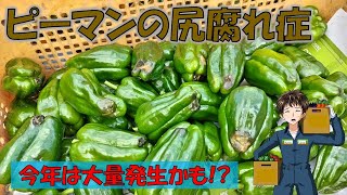 【ピーマンの尻腐れ症】今年は天気のせいか、多めに発生中･･･