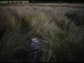 Eartheater - Sugarcane Switch - The Quiet Girl (LSd video)