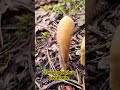 clavariadelphus pistillaris mushrooms funghi grzyby adventure beautiful forest wildlife