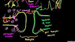 神经元突触 Neuronal Synapses