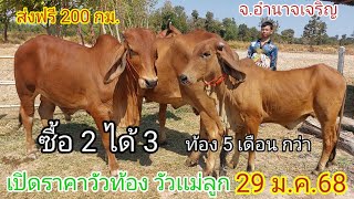 เปิดราคาวัวเเม่ลูก วัวท้อง (29ม.ค.68)บ่าวนัท อ.เมือง จ.อำนาจเจริญ