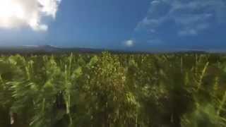 What Happens When Trees Disappear?