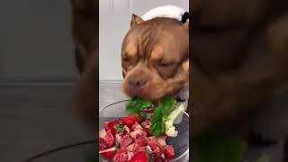 ASMR Dog Reviewing Different Types of Food 😂 #shorts 🔥 #dog #fyp #foryou #dogsofttiktok #bulldog