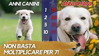 Scopri quanti anni ha DAVVERO il tuo cane (+ una considerazione)