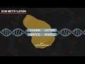 the effect of dna methylation on restriction digests