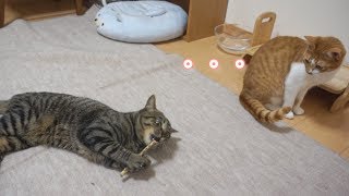 マタタビで酔う猫。酔わない猫。【すずとコテツ】