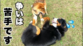 ランでの争い事が嫌いなバーニーズマウンテンドッグ【大型犬】9ヶ月