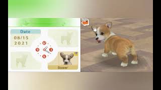 Nintendogs: BOOPER WONT SIT