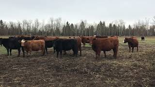 Conn Ranch Cow Herd Dispersal-2