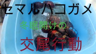 春の中国セマルハコガメの求愛行動を紹介します。春から秋にかけてオスはメスにアタックします。