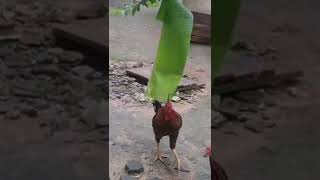 Healthy food for Rooster