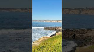 Life on the Rocks: Sea Lions of La Jolla