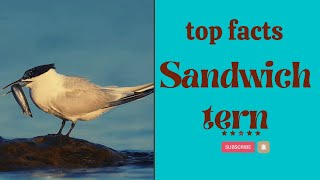 Sandwich tern facts 🦜 calling 🎶