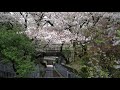 代田橋 玉川上水 京王線 桜20210328