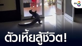 ตัวเหี้ยสู้ชีวิต บุกเข้าบ้านหาทางออกไม่เจอ | ข่าวช่อง8 | 4 ส.ค. 65