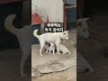 쭈쭈먹는 아기강아지들 동물 강아지 댕댕이 멍멍이