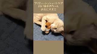 ブリティッシュショートヘア 飼い猫まめちゃん お気にネズミ #Shorts