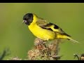 hooded siskin song hooded siskin call bird sound cabecita negra canto carduelis magellanica