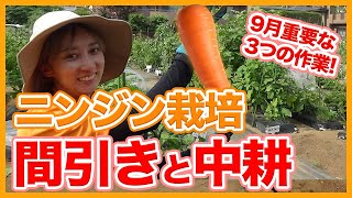 Tips for Thinning Carrots from a Japanese Farmer