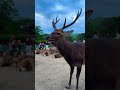 猛暑のため。 nara park deer 🦌 japan 奈良公園