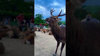 猛暑のため。 Nara Park deer 🦌 japan #奈良公園