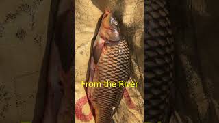 Caught a 5kg Mahseer Fish from the River