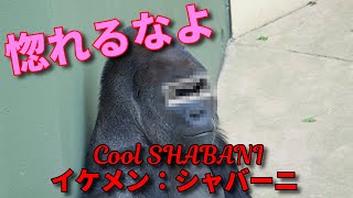 イケメンゴリラ【シャバーニ】名古屋市東山動植物園