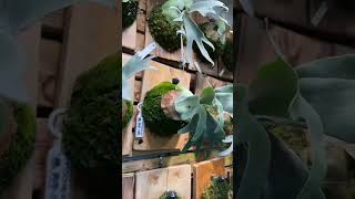 PLATYCERIUM FOONGSIQI Size remaja#platycerium #plants #shorts #shortsvideo