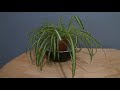 un wilting plants time lapse fast plant recovery