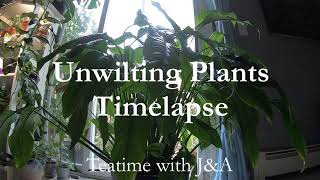 Un-wilting Plants Time Lapse - Fast Plant Recovery