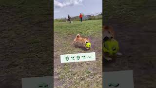 夢はサッカー選手⚽️ #はち君 #柴犬 #可愛い #shorts #サッカー