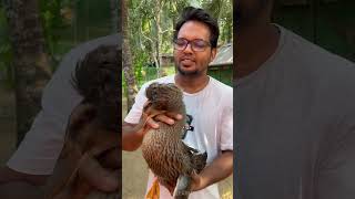 ഒരു സൂപ്പർ തൊപ്പി താറാവ് || Crested Duck || ഇതു പോലത്തെ താറാവുകൾ കേരളത്തിൽ വേറെ ഉണ്ടോ ? 😃