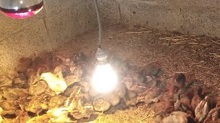 الحلقة 2: اخراج الفلالس من الفقاصة و مرحلة التلقيحات و كيفية التعامل 🐥🐣🐤#chicken #اكسبلور #متابعه #