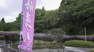 藤まつり in 藤枝蓮華寺池公園