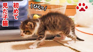 初めて子猫を見に来た猫に驚いた？子猫ねる 【瀬戸のりる＆ねる日記】