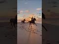 What's the best way to explore the beach in Essaouira? 🐎 A horseback ride !!