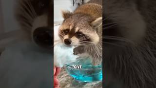 The little raccoon who loves washing things.#youtube #foryou #animals #raccoon