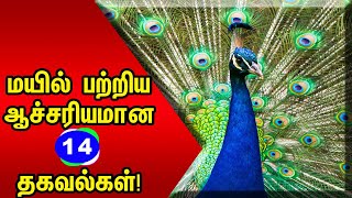 மயில் பற்றிய ஆச்சரியமான 14 உண்மைகள் | Top 14 Interesting Facts About Peacock