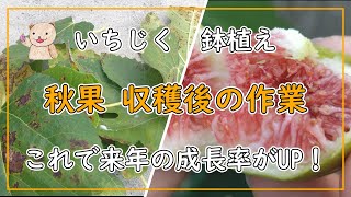 【いちじく】秋果収穫後の作業 実のならなかった苗たちの作業