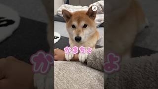 かまってちょうだい！｜PECO #柴犬 #赤柴 #茶柴 #柴犬のいる暮らし #柴犬大好き #shiba #shibainu #shibainulife #shibainulove