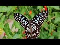 Butterflies Flying in Slow Motion HD - Houston Butterfly Museum