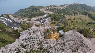 開山公園 満開の桜 ドローン空撮 愛媛県今治市伯方町