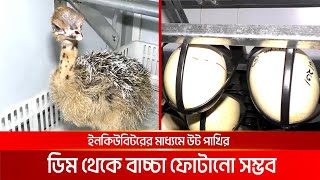 দেশে কৃত্রিম পদ্ধতিতে উট পাখির ডিম থেকে বাচ্চা ফোটানোর সাফল্য | DBC NEWS