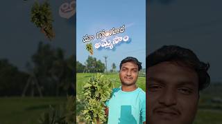 మా పొలం లో గోంగూర ఎంతకీ అమ్మమో తెలుసా 🤷‍♂️|| లాభమా?నష్టమా?🤔#shorts #ytshorts #trending  #farming